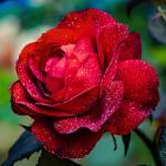 Soundharya K Profile Picture